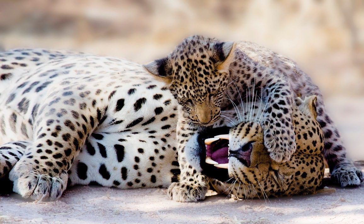 Photos Les Familles Danimaux Sauvages Dans La Savane