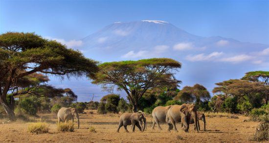 Elephants with Kilimanjaro in the background
