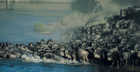 Uma travessia de rio cheia de ação no Serengeti