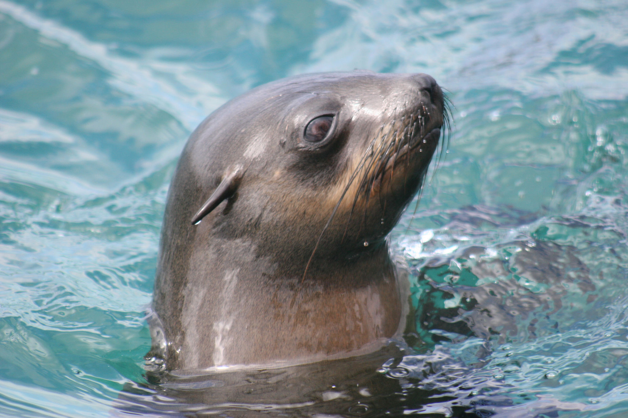 Zu Welcher Tiergruppe Gehört Der Delfin