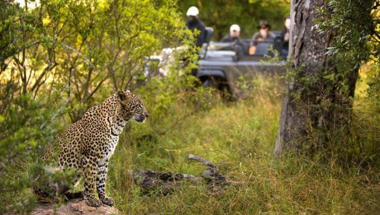 Reserva Sabi Sand é aclamada pelos avistamentos de leopardos