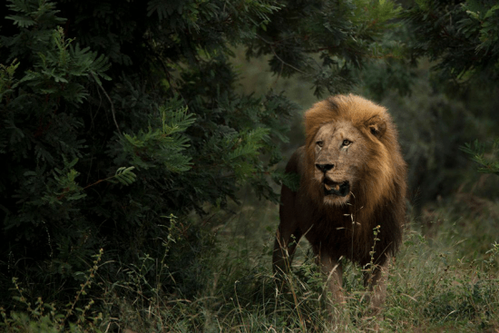 News on travel restrictions in Africa: Lion in Sabi Sand Game Reserve in Southern Africa