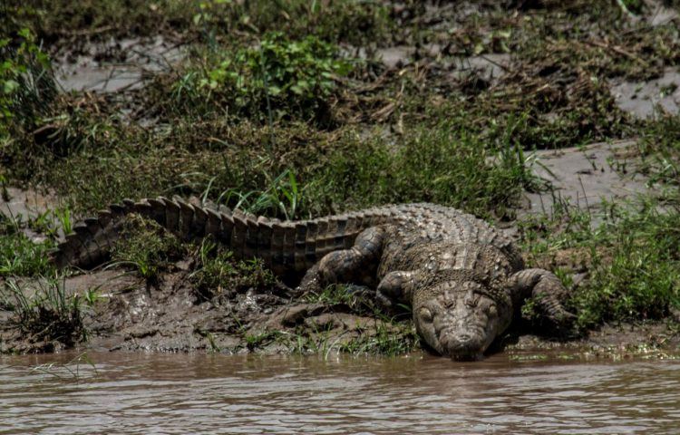 8 animales que puedes encontrar en Phinda Private Game Reserve Krokodil im Schlamm am Fluss