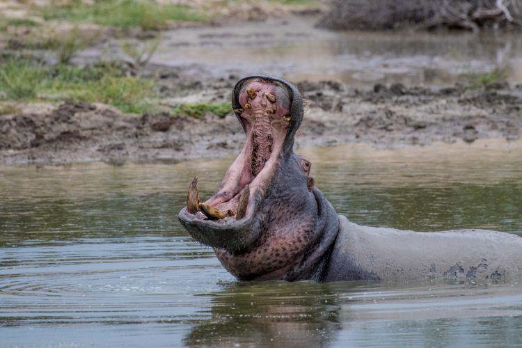 8 animales que puedes encontrar en Phinda Private Game Reserve Ein Flusspferd öffnet sein Maul