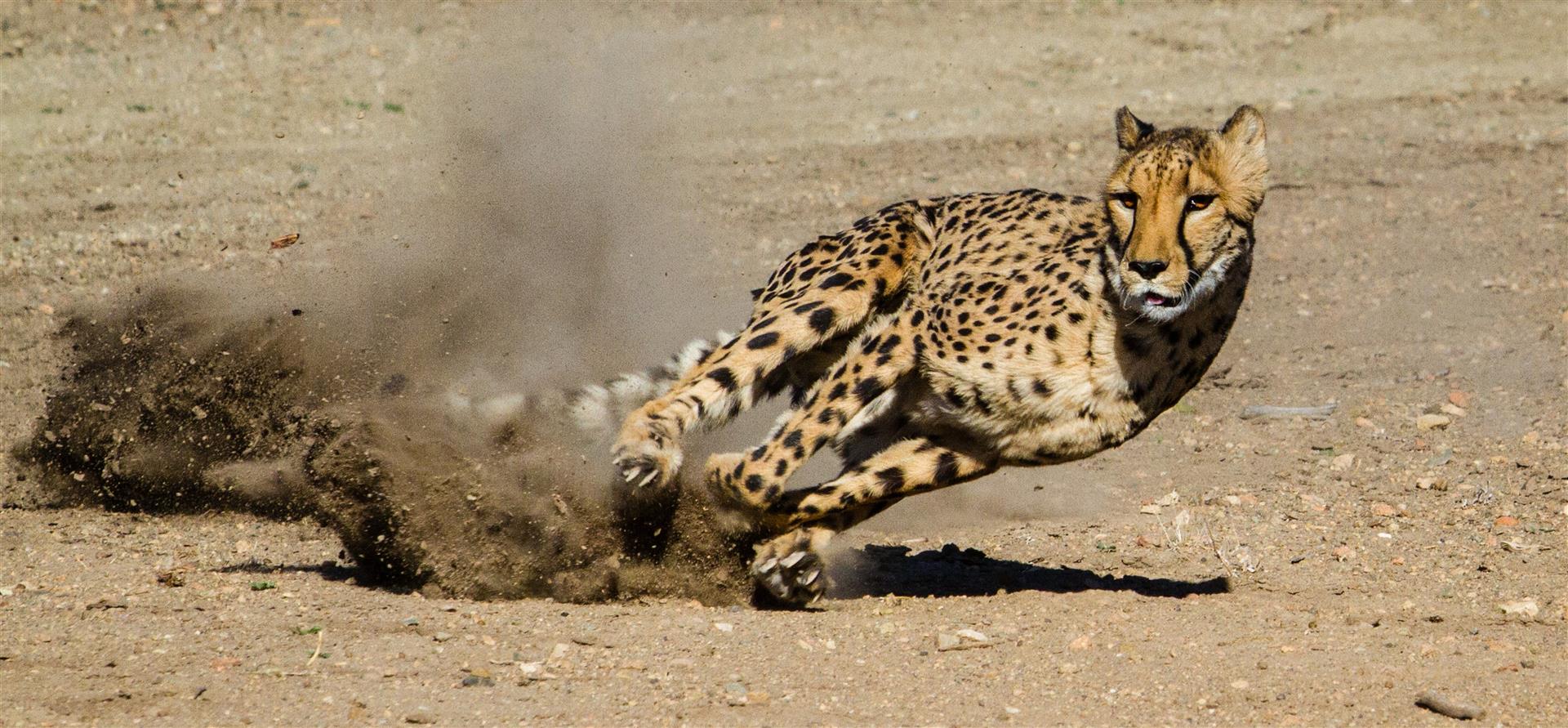 Test: ¿Sabrías diferenciar un leopardo de un guepardo?