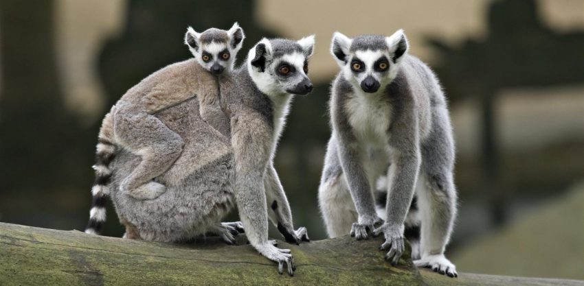 Resultado de imagen de lemur