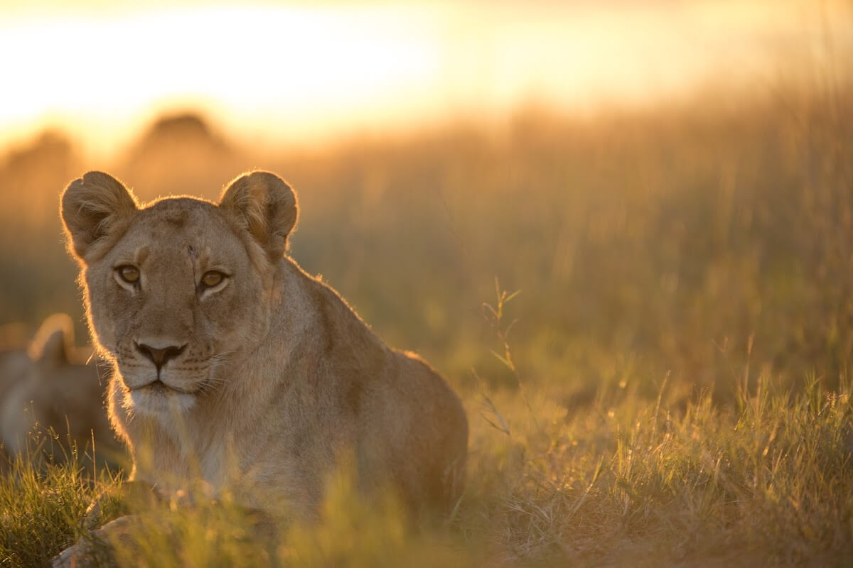 Combien D Heure Dort Un Lion