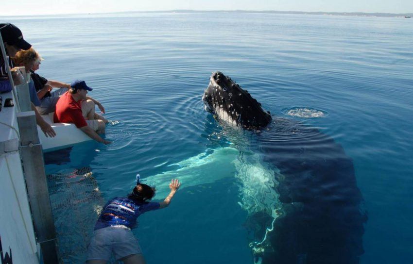 afrique du sud baleine