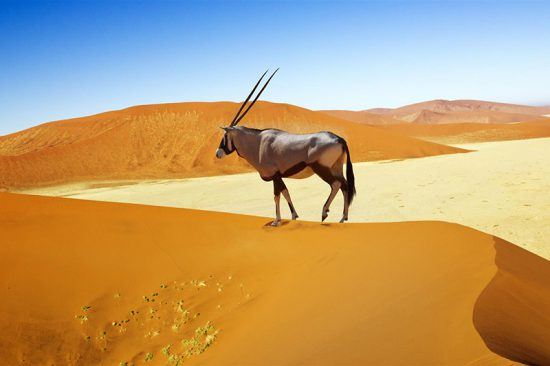 Órix percorrendo as dunas de Sossusvlei, Namíbia