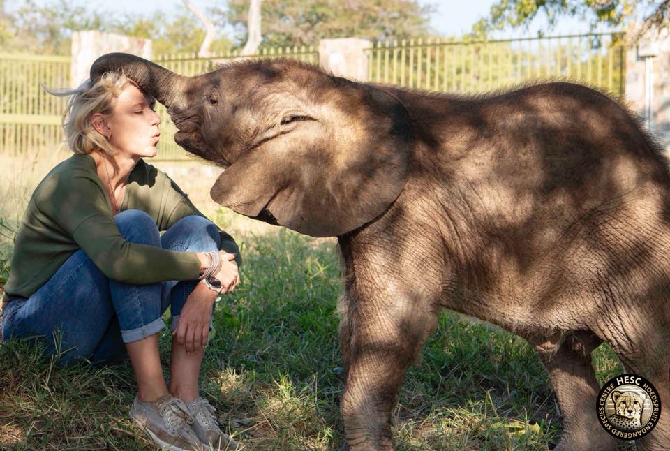 La Vérité Derrière Les Fermes Danimaux En Afrique Rhino