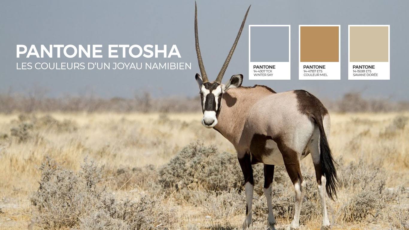 Couleurs Dafrique Le Pantone Detosha Rhino Africa Blog