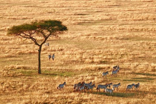 Zebras confabulam debaixo de uma árvore na savana do Serengeti