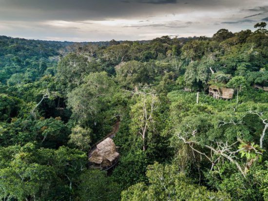 Regenwald Kongo Regenwald Kongo