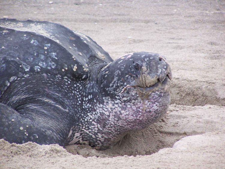 8 animales que puedes encontrar en Phinda Private Game Reserve tortuga laúd en Phinda Private Game Reserve en KwaZulu-Natal