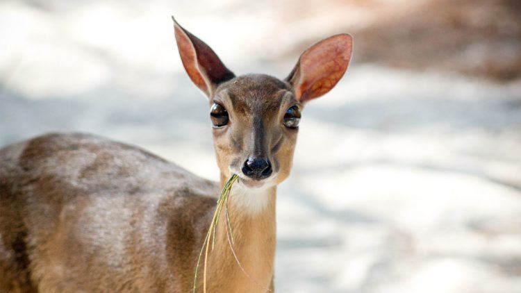 8 animales que puedes encontrar en Phinda Private Game Reserve Antílope Suni raro