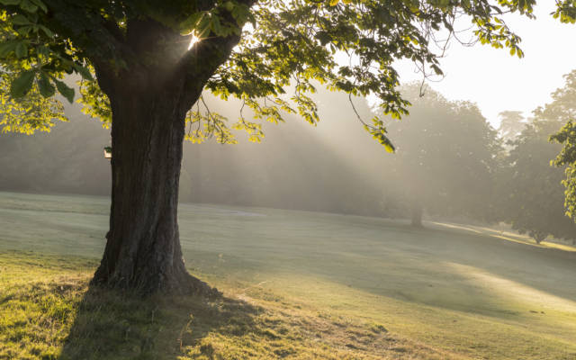 Dawn light, Waddesdon Manor gardens with tree in the foreground