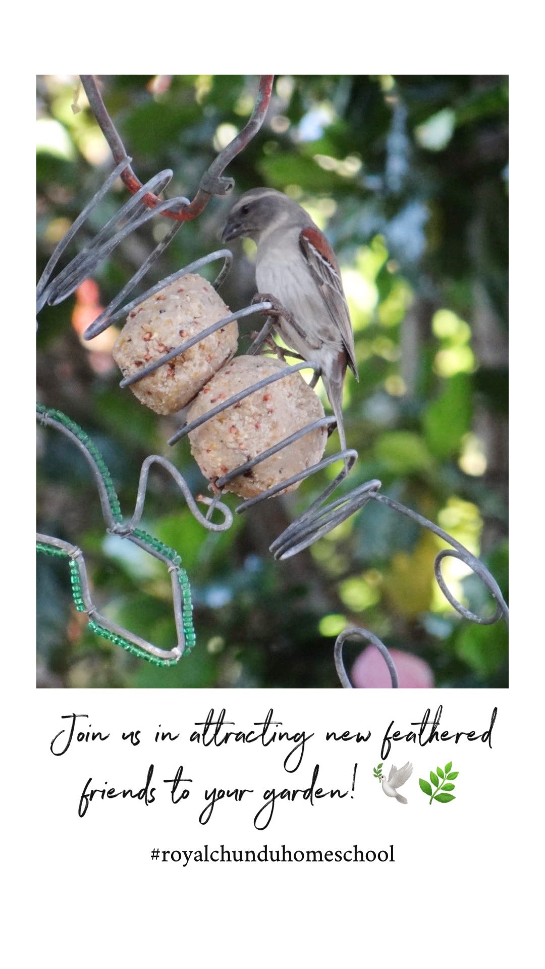 Royal Chundu Homeschool Making Suet Balls for Birds