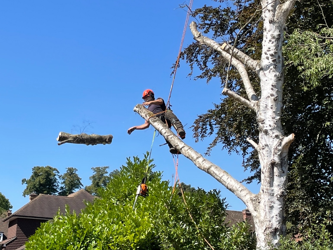 Pink Hippo Tree Surgery work photo 7