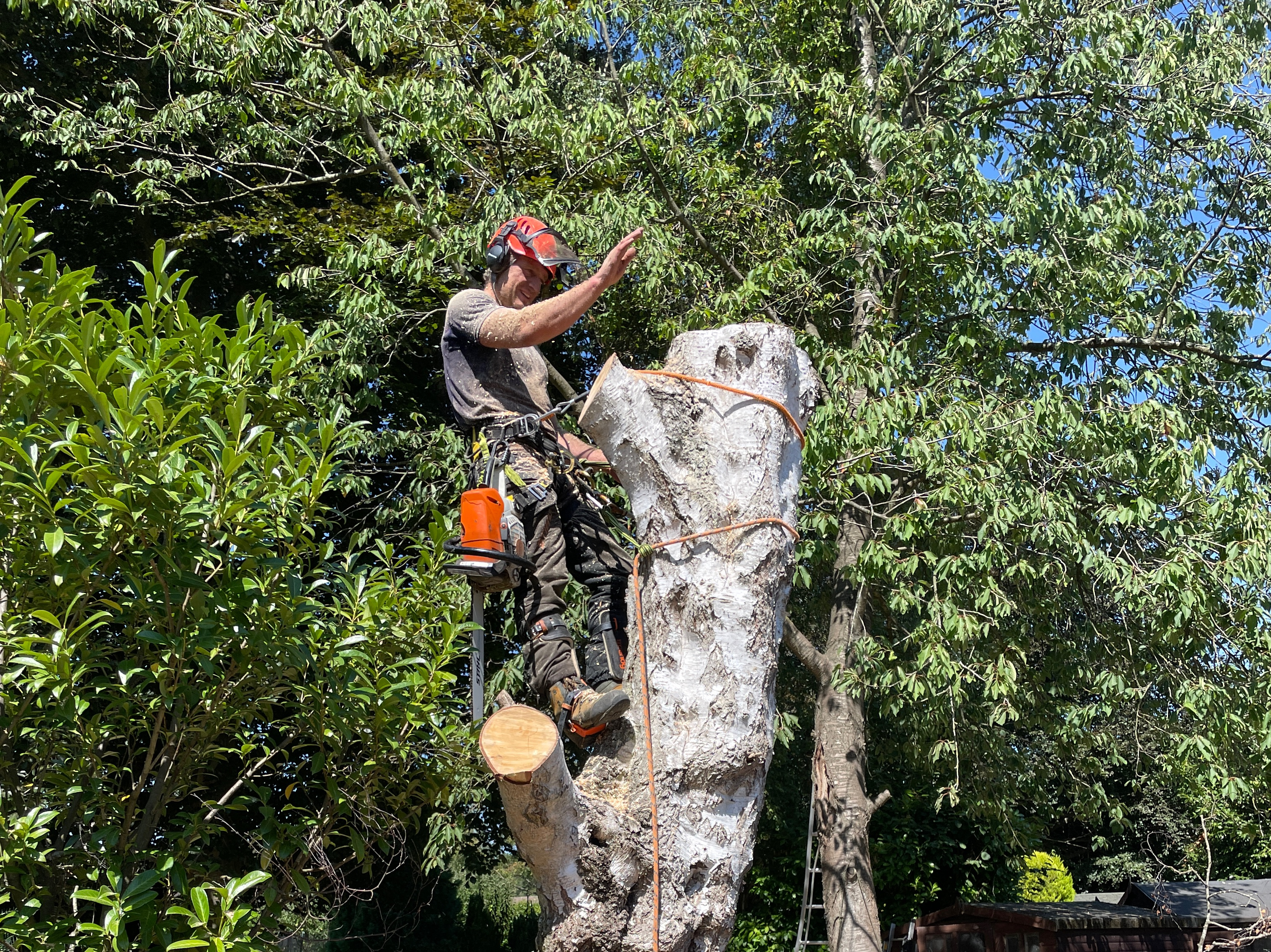 Pink Hippo Tree Surgery work photo 6