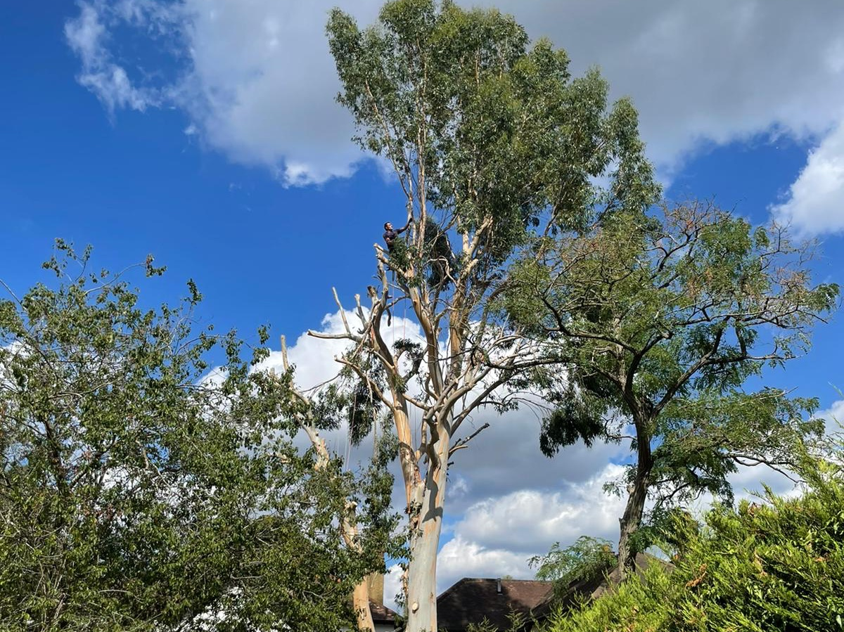 Pink Hippo Tree Surgery work photo 5