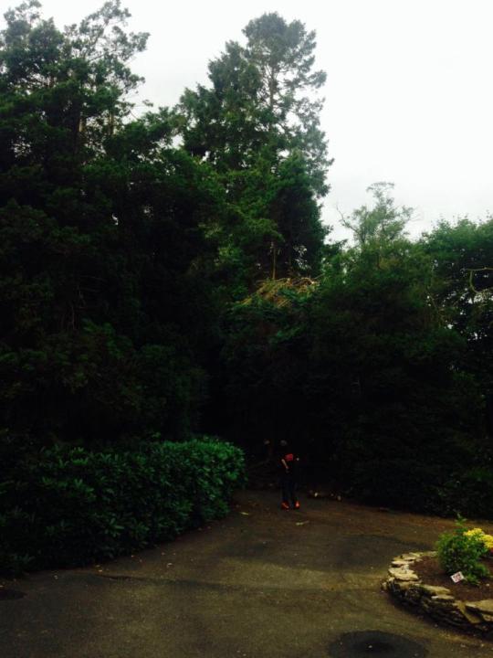 Midlands Tree and Garden Services work photo 4