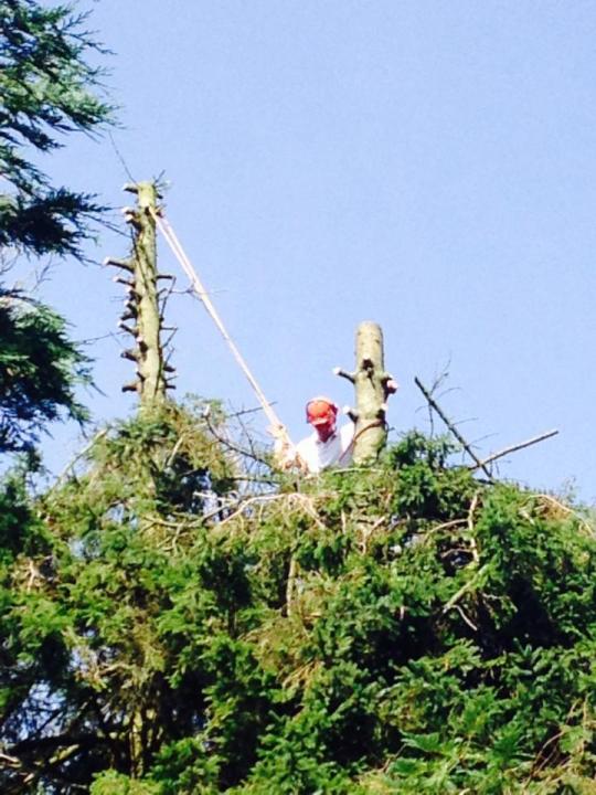 Midlands Tree and Garden Services work photo 2