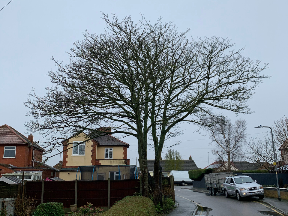 Clarkes Trees work photo 3