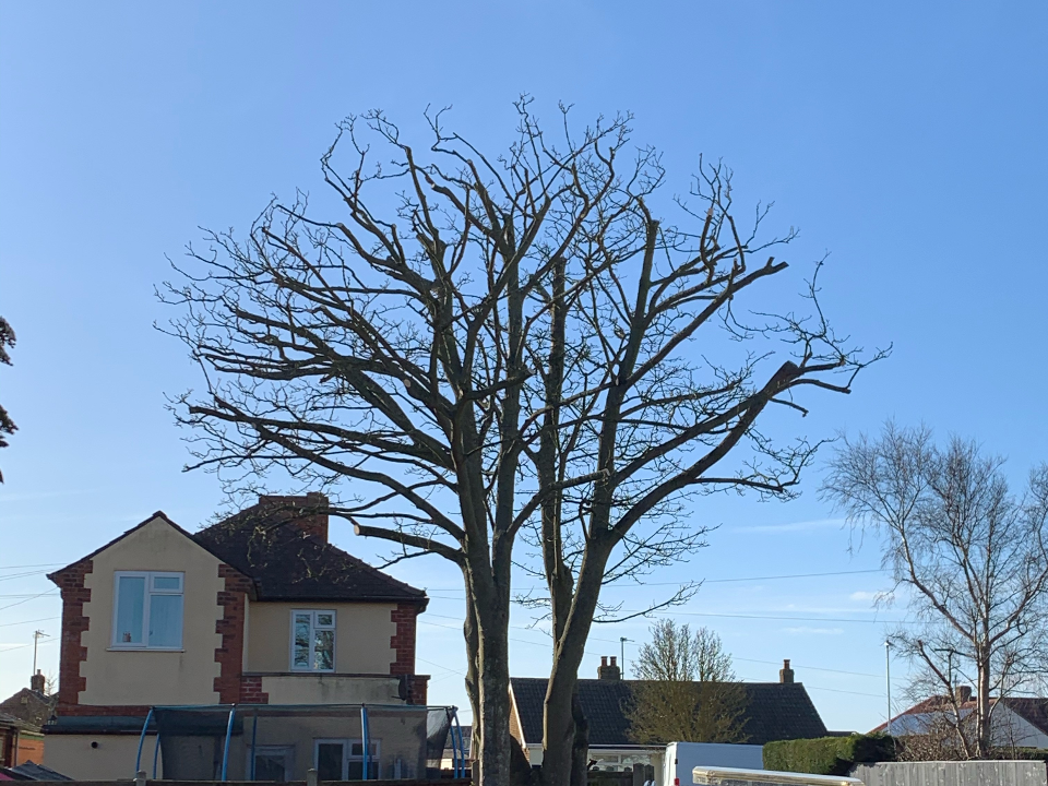 Clarkes Trees work photo 2