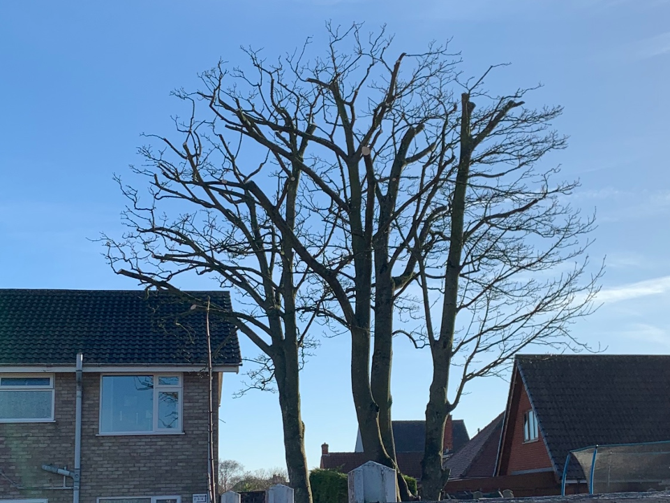 Clarkes Trees work photo 1