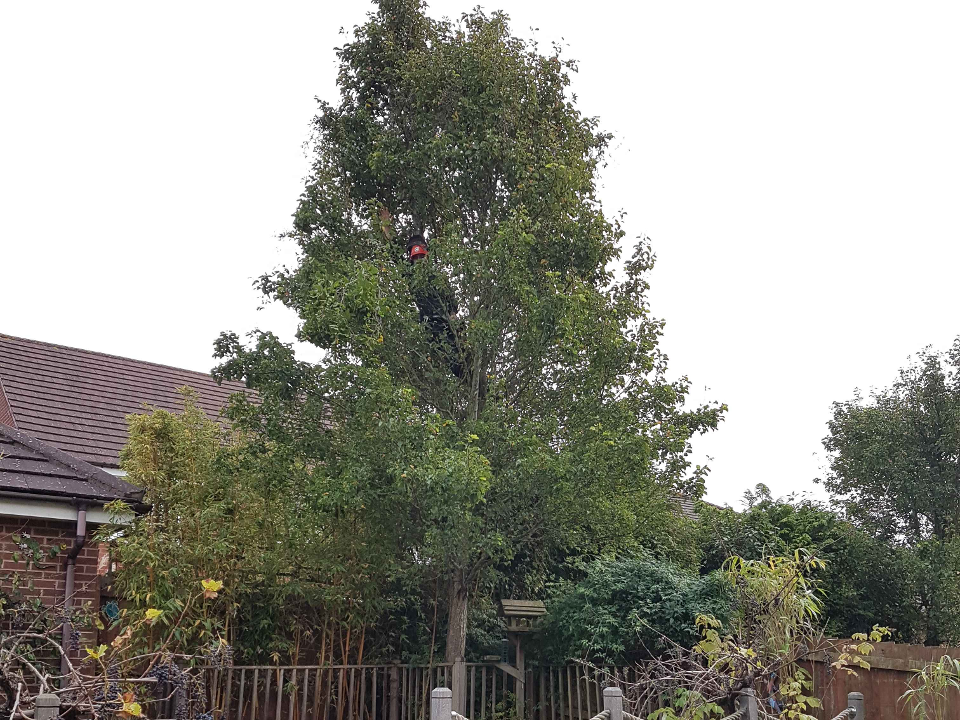 Greenway Gardens work photo 4