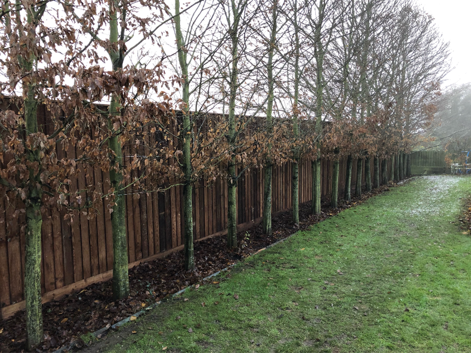 TREE & GARDEN SERVICES work photo 2