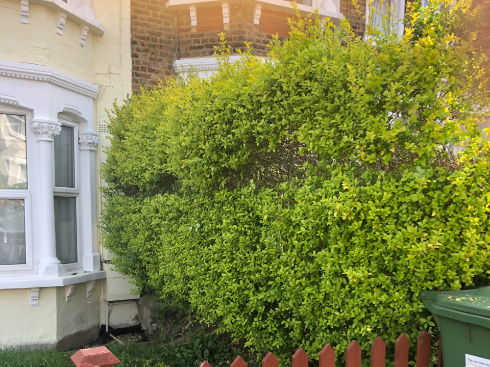 jnh tree and gardening work photo 4