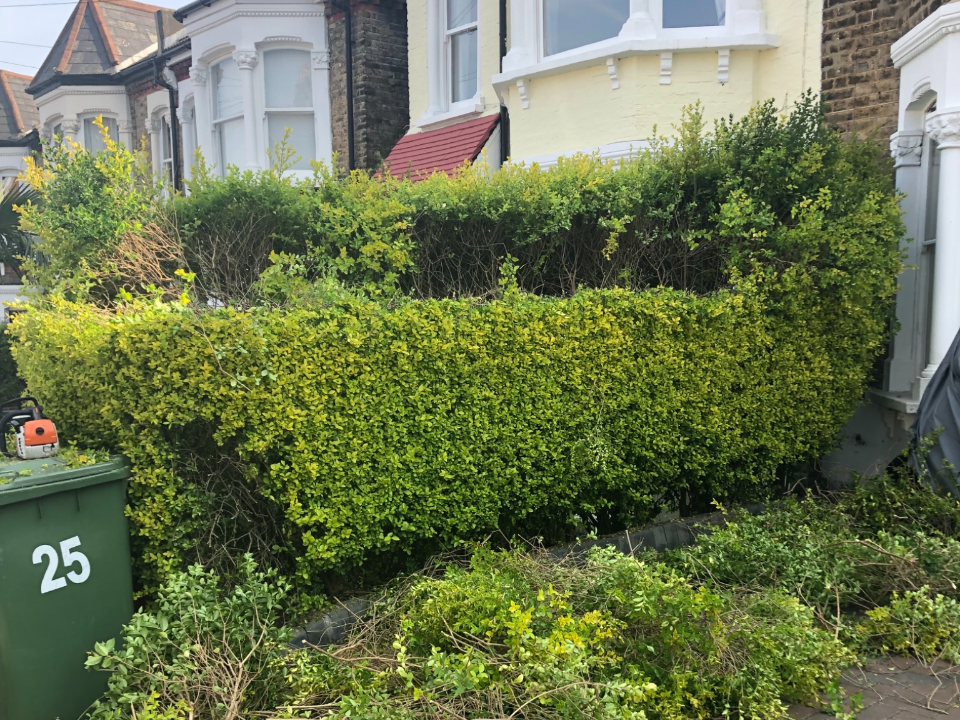jnh tree and gardening work photo 3