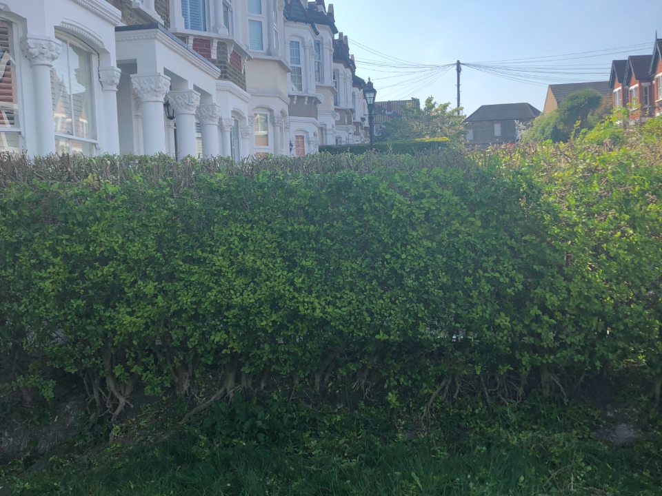 jnh tree and gardening work photo 2