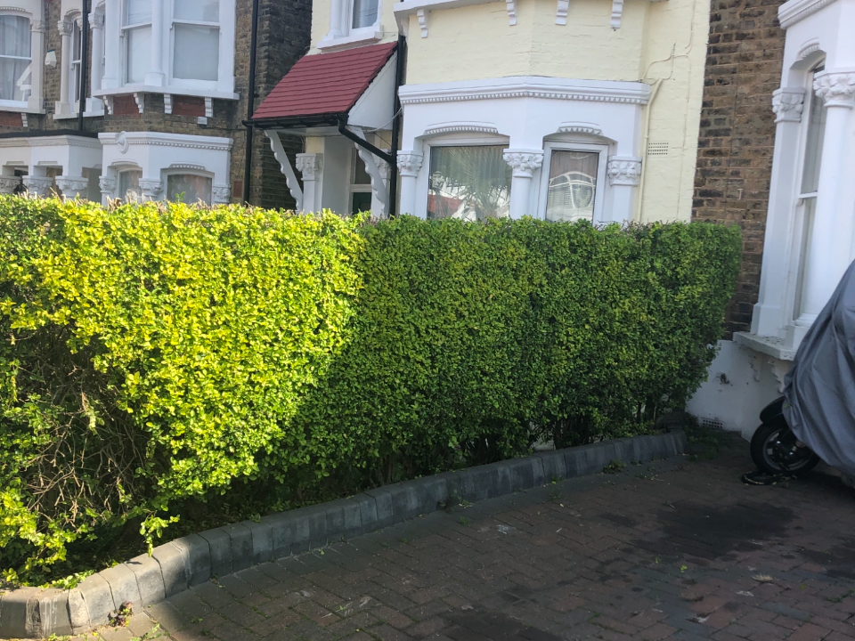 jnh tree and gardening work photo 1