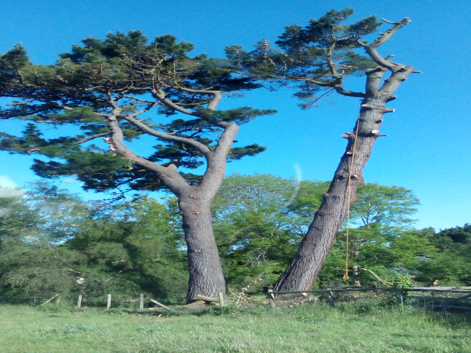 D G Tree Services work photo 2