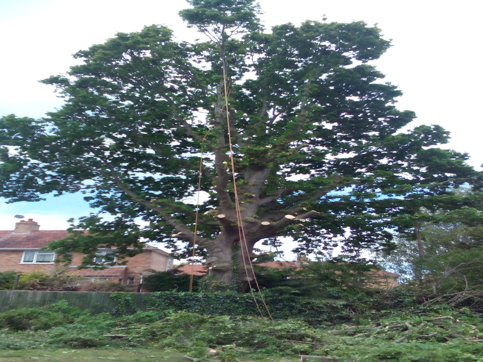 D G Tree Services work photo 1
