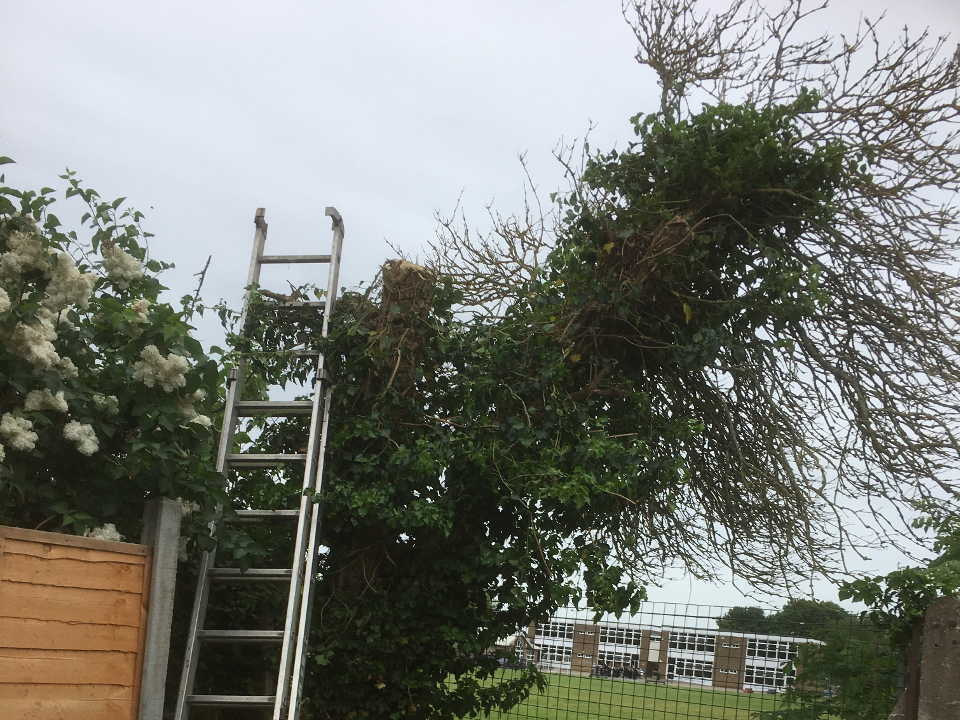 W&W landscape Services work photo 2