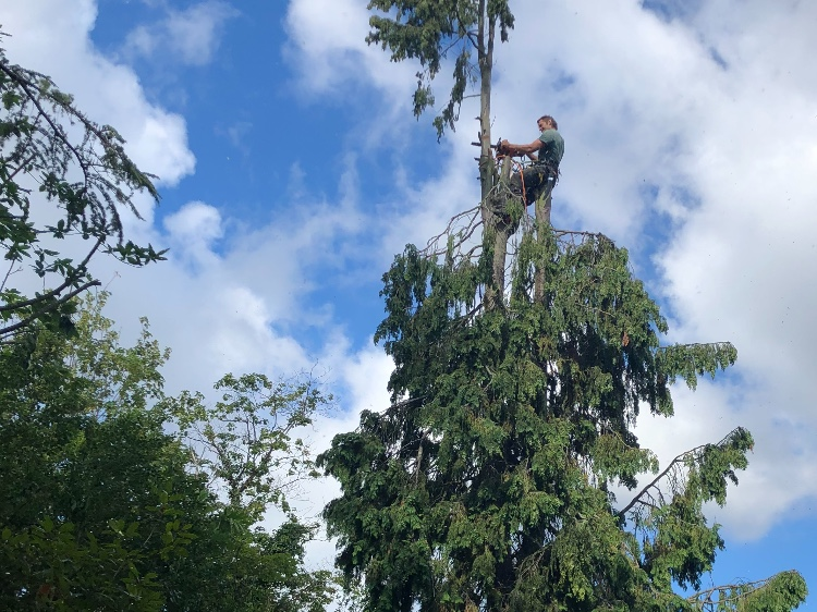Pink Hippo Tree Surgery work photo 3