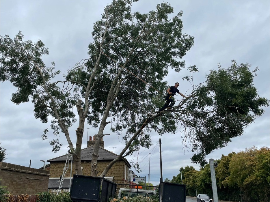 Pink Hippo Tree Surgery work photo 2