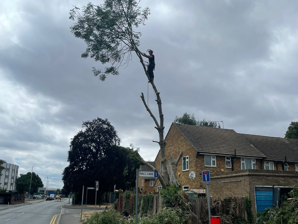 Pink Hippo Tree Surgery work photo 1