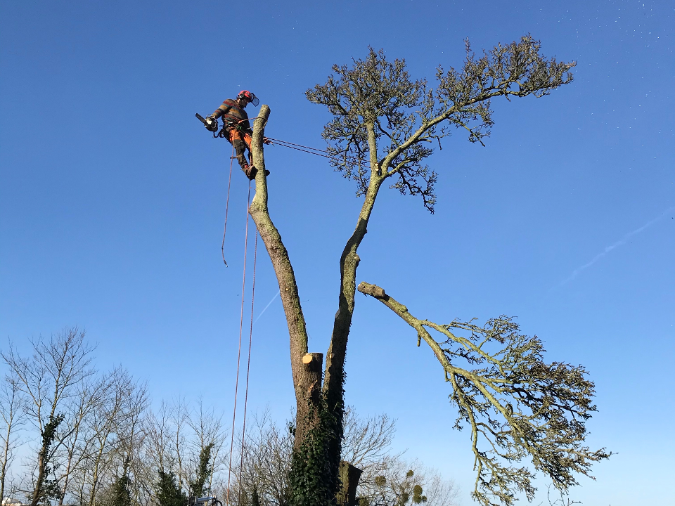 Howe Tree Surgery work photo 4