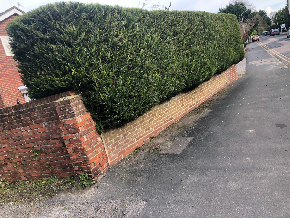Real Oak Tree Surgeons Ltd work photo 4