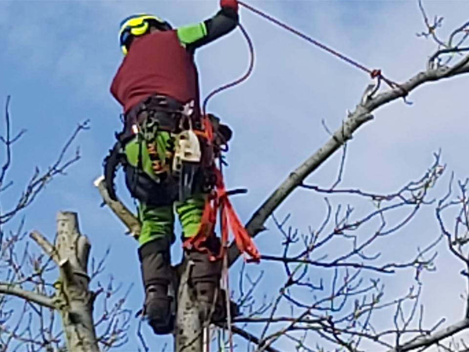 Real Oak Tree Surgeons Ltd work photo 2