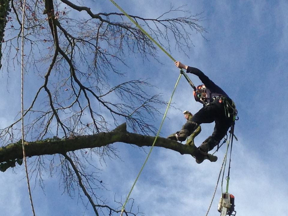 MULBERRY TREE SERVICES work photo 2