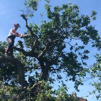 cain reynolds professional tree garden services in poole rated people