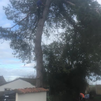 cain reynolds professional tree garden services in poole rated people