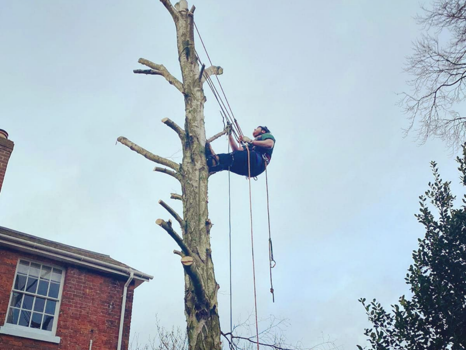 Williams and Sons Tree and Garden work photo 4