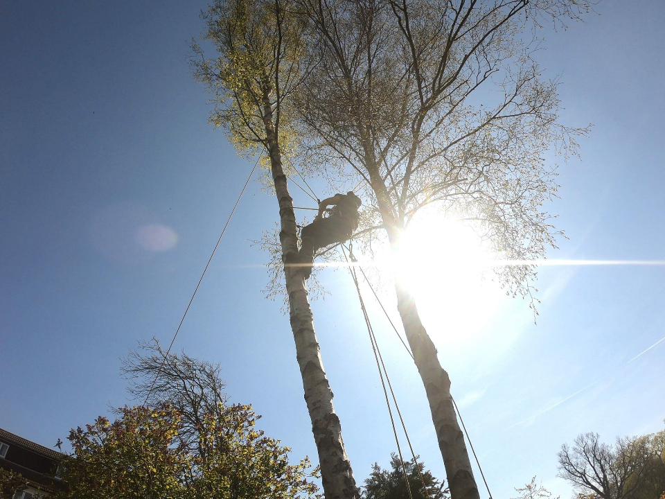 Williams and Sons Tree and Garden work photo 1