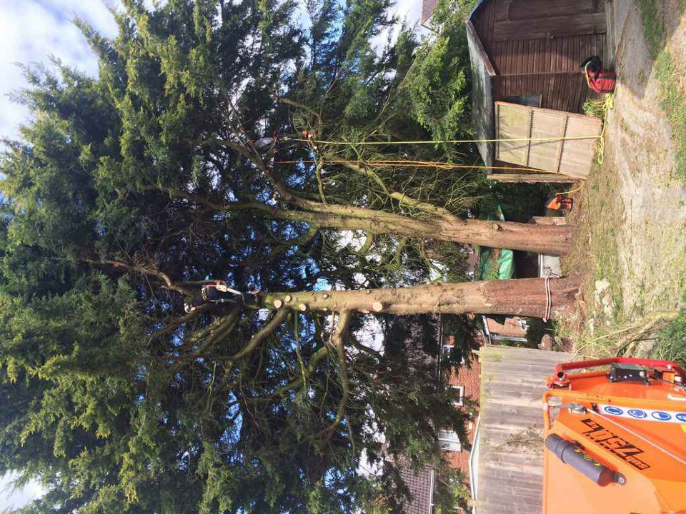 Johnathan Tree Surgeons & Landscaping. work photo 4